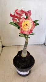 ENXERTO 12307 – 25cm (cor LM 582) - Imagem 2