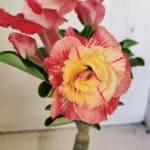 ENXERTO 12307 – 25cm (cor LM 582)