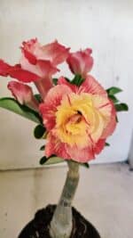 ENXERTO 12307 – 25cm (cor LM 582)