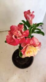 ENXERTO 12307 – 25cm (cor LM 582) - Imagem 4