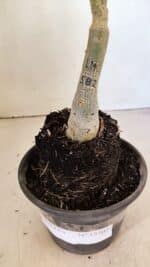 ENXERTO 12307 – 25cm (cor LM 582) - Imagem 6