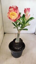 ENXERTO 12307 – 25cm (cor LM 582) - Imagem 5