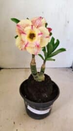 ENXERTO 12308 – 20cm (cor LM 918) - Imagem 2