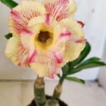 ENXERTO 12308 – 20cm (cor LM 918)