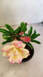 ENXERTO 12308 – 20cm (cor LM 918) - Imagem 4