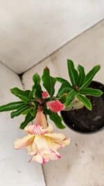 ENXERTO 12308 – 20cm (cor LM 918) - Imagem 8