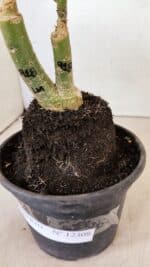 ENXERTO 12308 – 20cm (cor LM 918) - Imagem 7