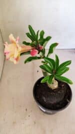 ENXERTO 12308 – 20cm (cor LM 918) - Imagem 5