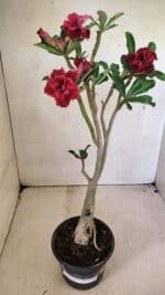 ENXERTO 12309 – 30cm (cor LM 600) - Imagem 2