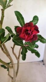 ENXERTO 12309 – 30cm (cor LM 600) - Imagem 4