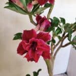 ENXERTO 12309 – 30cm (cor LM 600)