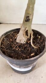 ENXERTO 12309 – 30cm (cor LM 600) - Imagem 7