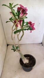 ENXERTO 12309 – 30cm (cor LM 600) - Imagem 6