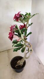 ENXERTO 12309 – 30cm (cor LM 600) - Imagem 5