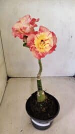 ENXERTO 12310 – 25cm (cor LM 582) - Imagem 2