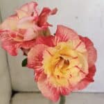 ENXERTO 12310 – 25cm (cor LM 582)