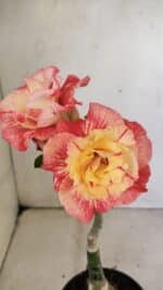 ENXERTO 12310 – 25cm (cor LM 582)