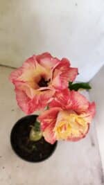 ENXERTO 12310 – 25cm (cor LM 582) - Imagem 4