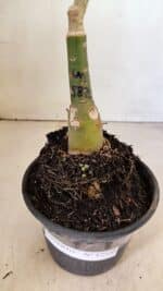 ENXERTO 12310 – 25cm (cor LM 582) - Imagem 7