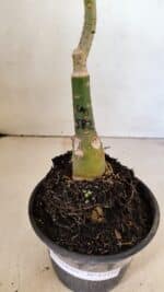 ENXERTO 12310 – 25cm (cor LM 582) - Imagem 6