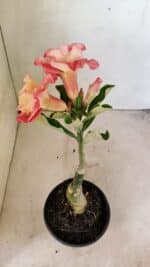 ENXERTO 12310 – 25cm (cor LM 582) - Imagem 5