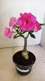 ENXERTO 12311 – 20cm (cor LM 04) - Imagem 2