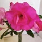 ENXERTO 12311 – 20cm (cor LM 04)