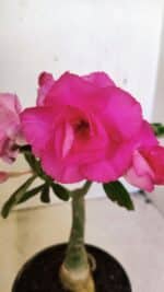 ENXERTO 12311 – 20cm (cor LM 04)