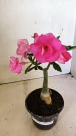 ENXERTO 12311 – 20cm (cor LM 04) - Imagem 6