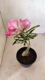 ENXERTO 12311 – 20cm (cor LM 04) - Imagem 5