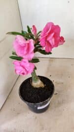 ENXERTO 12311 – 20cm (cor LM 04) - Imagem 4