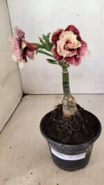 ENXERTO 12312 – 20cm (cor LM 349) - Imagem 2