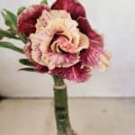 ENXERTO 12312 – 20cm (cor LM 349)