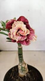 ENXERTO 12312 – 20cm (cor LM 349)