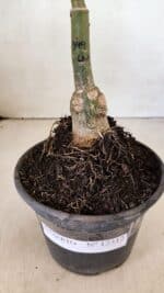 ENXERTO 12312 – 20cm (cor LM 349) - Imagem 6