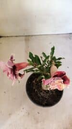 ENXERTO 12312 – 20cm (cor LM 349) - Imagem 4