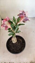 ENXERTO 12312 – 20cm (cor LM 349) - Imagem 5