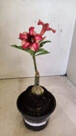 ENXERTO 12313 – 20cm (cor LM 506) - Imagem 2