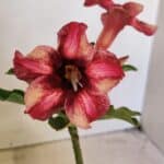 ENXERTO 12313 – 20cm (cor LM 506)