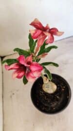 ENXERTO 12313 – 20cm (cor LM 506) - Imagem 4