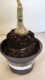 ENXERTO 12313 – 20cm (cor LM 506) - Imagem 9