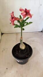 ENXERTO 12313 – 20cm (cor LM 506) - Imagem 8