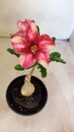 ENXERTO 12313 – 20cm (cor LM 506) - Imagem 7