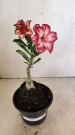 ENXERTO 12314 – 20cm (cor LM 914) - Imagem 2