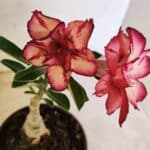 ENXERTO 12314 – 20cm (cor LM 914)