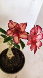 ENXERTO 12314 – 20cm (cor LM 914)