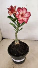 ENXERTO 12314 – 20cm (cor LM 914) - Imagem 7