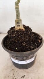 ENXERTO 12314 – 20cm (cor LM 914) - Imagem 6