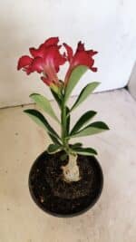 ENXERTO 12314 – 20cm (cor LM 914) - Imagem 4