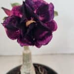 ENXERTO 12315 – 20cm (cor LM 916)